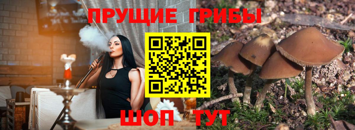 Псилоцибиновые грибы Psilocybe Черкесск
